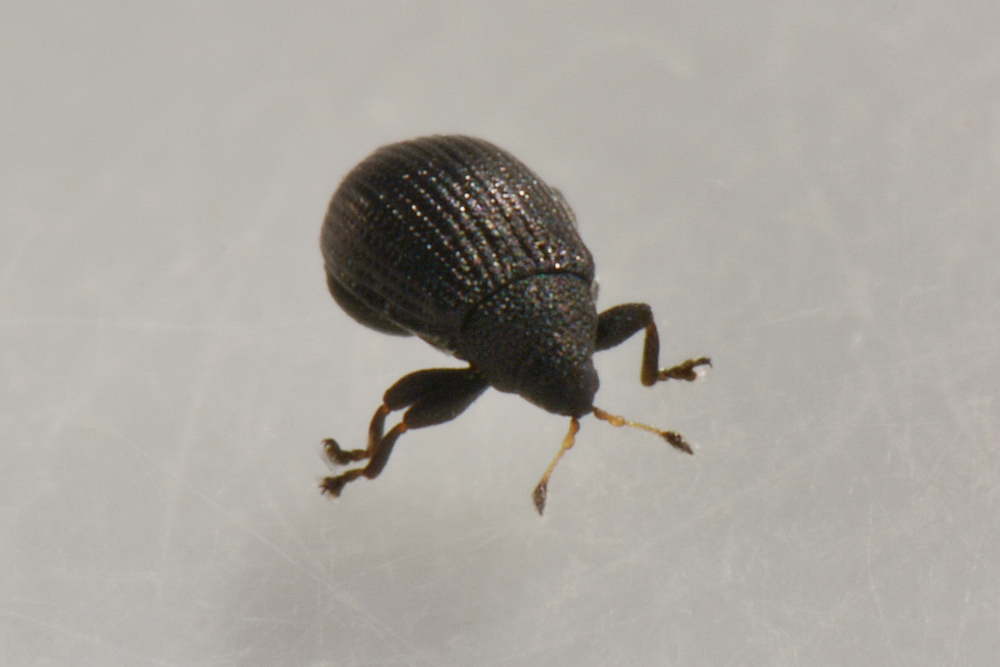 Curculionidae: Rhamphus pulicarius